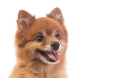 小红狗趴在白色背景上