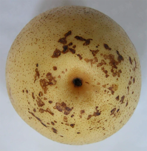 梨褐斑病的发生与防控技术要点