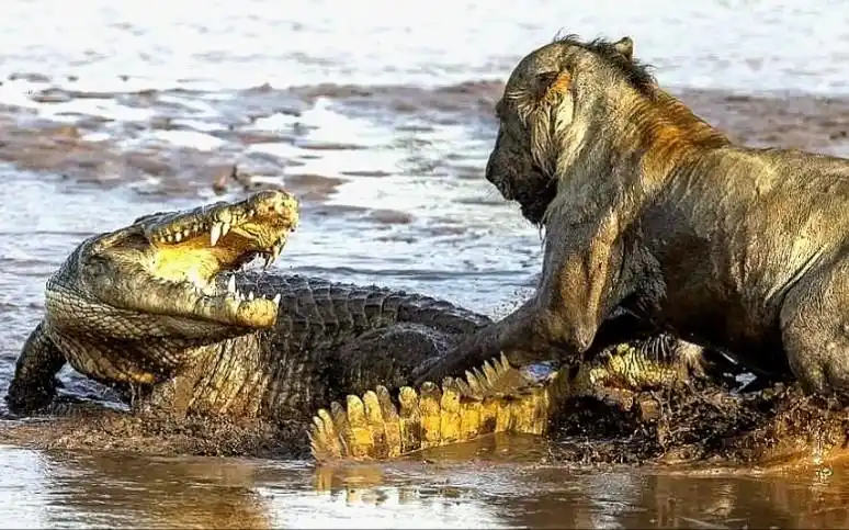 鳄鱼与猫科剪辑龙争虎斗双厨狂喜