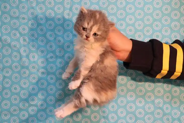 英短三花猫0102三花母长毛610g710g橙35河南