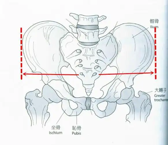 浅谈步态胯宽影响腿部线条的元凶