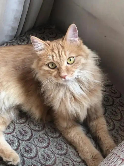 可遇不可求的长毛橘狮子猫冬天也想有个家