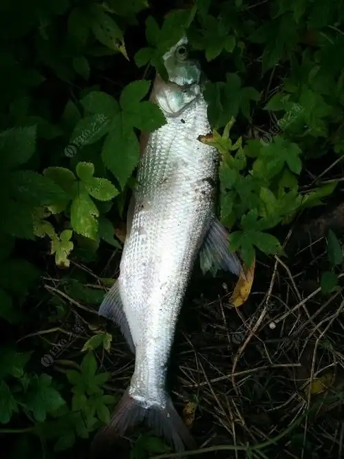 路亚翘嘴的技巧解析