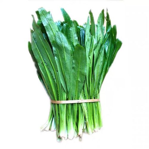 云南大香菜老缅芫荽新鲜现摘带刺大香菜傣族特色香料调料包邮