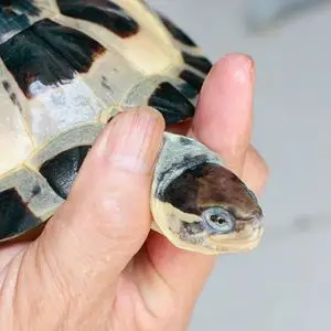 金银龟白龟越南石金钱龟南种石龟龟白化龟梅花头活体鉴赏宠物龟