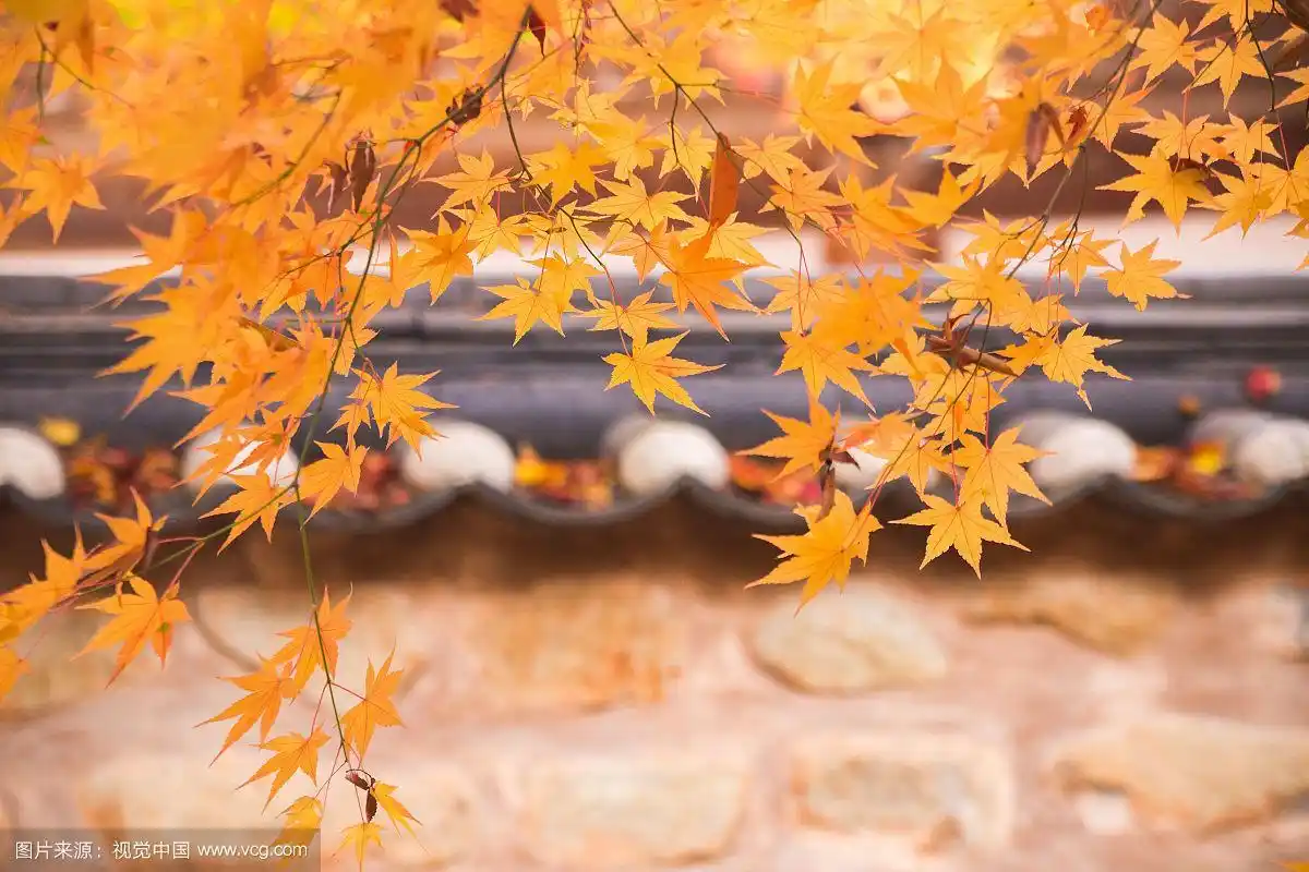 autumn leaves
