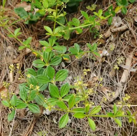 yy4080新视觉铁箍散