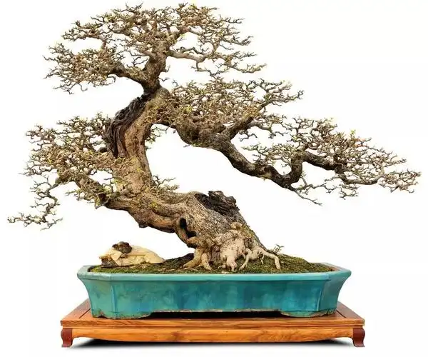 岭南盆景截干蓄枝探源文陈昌