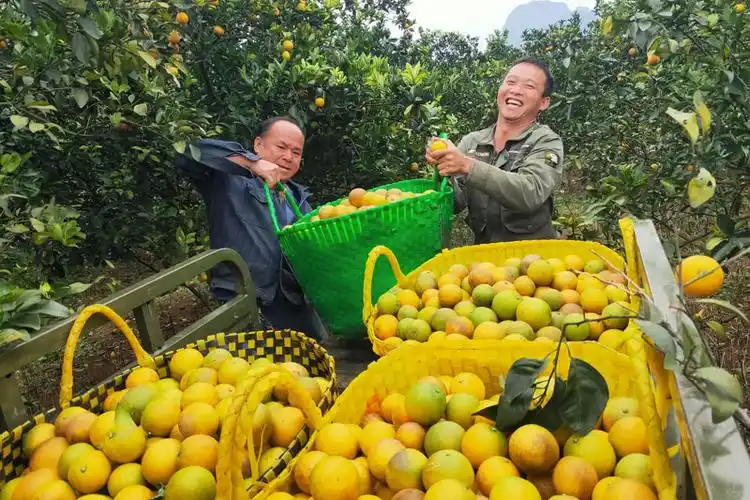 果农将果园的橙子装车搬运到中转站.梁露摄