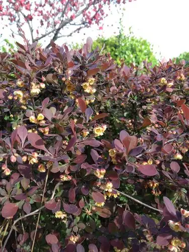 北方城市园林绿化工程常用树种(灌木及小乔木部分)