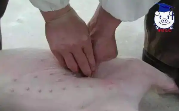 图解阉割全过程这回涨姿势啦