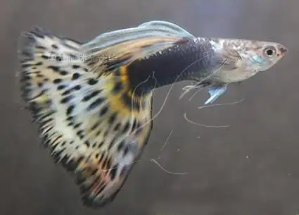 (高手进阶)孔雀鱼繁育密码之——杂交