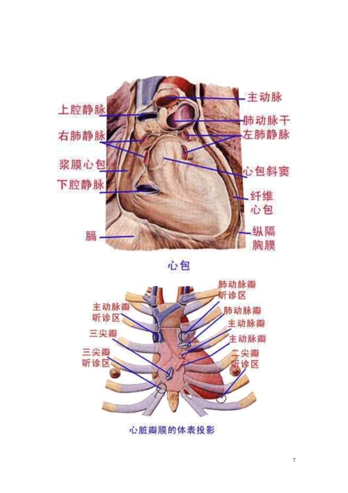 人体穴位按摩法 医学口诀 药理学知识点归纳 中药学笔记 人体解剖图谱