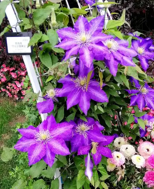 国际花展-铁线莲