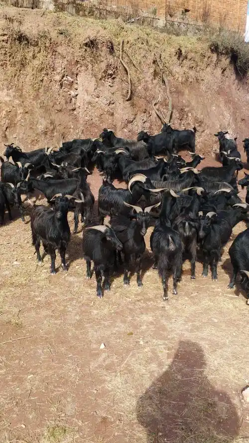 优质大母羊,小耳朵黑山羊]已上新,机不可失,失不再来,各位老板快来