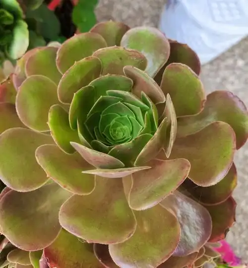 多肉美杜莎铜壶黑法师