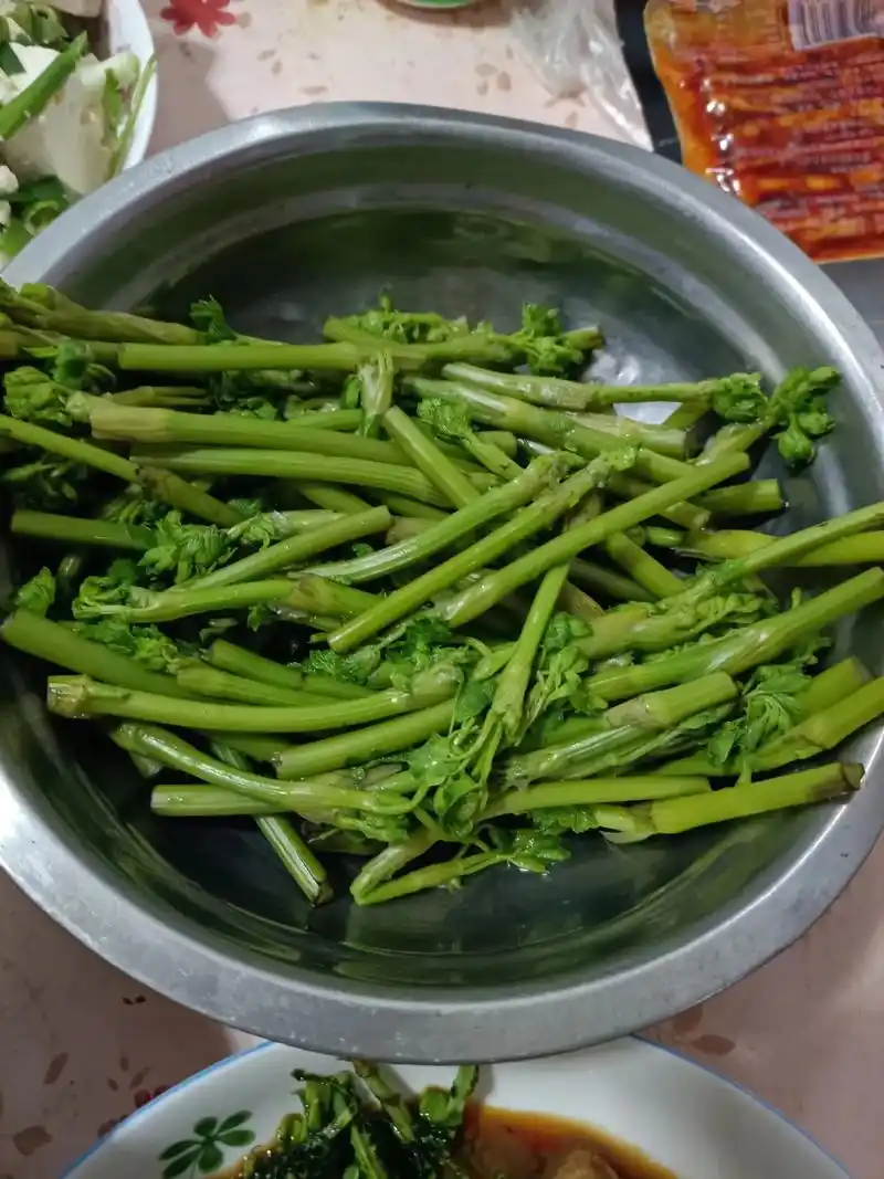 介绍一下四道山野菜,毛爪子,广东菜,刺嫩芽,马蹄叶 - 抖音