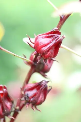 首发洛神花植物中的红宝石