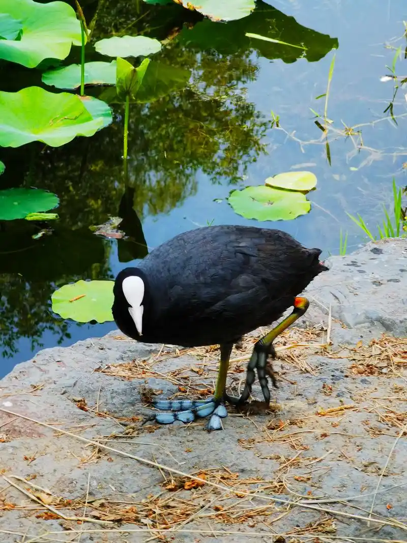 白骨顶鸡漂亮的大脚