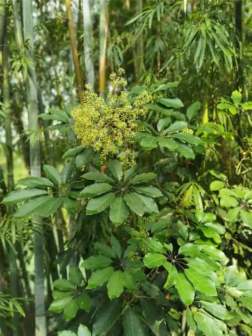 鹅掌柴:花开遍野,点亮冬日
