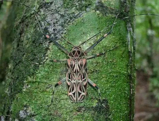 奇异的昆虫-长臂天牛