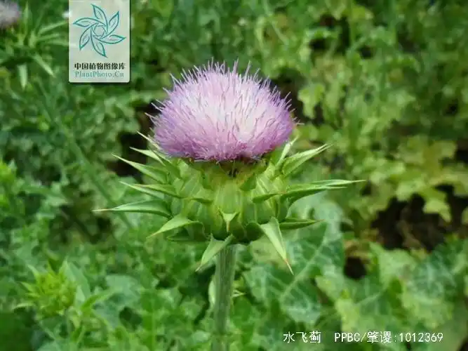p>水飞蓟(学名: i>silybum marianum /i>  (l.) gaertn.