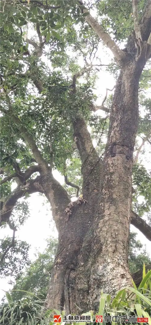 广西最美古树玉林12株入选