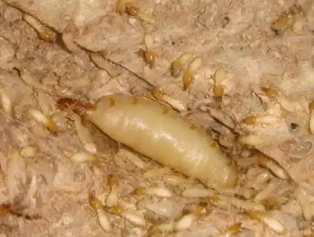 为什么蚂蚁窝边上一群蚂蚁?