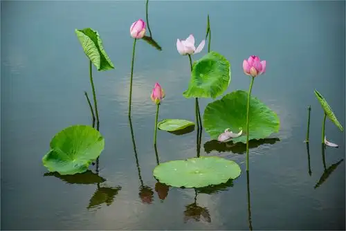 出淤泥而不染的荷花