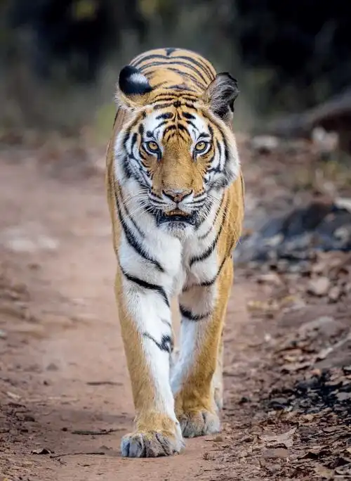 原创老虎凭什么能成为森林之王老虎三不杀是真的吗