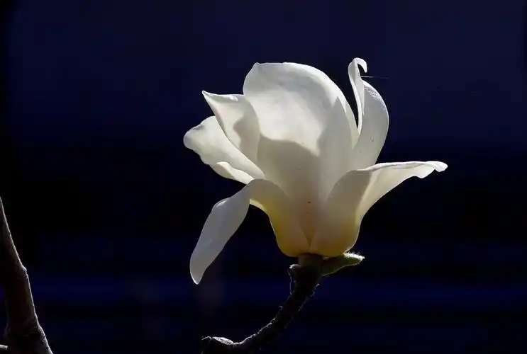 逆光玉兰花特写