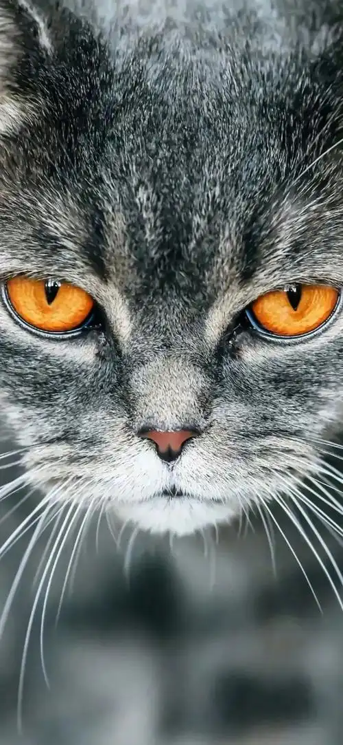 超萌超清晰的动物壁纸来了快收藏吧