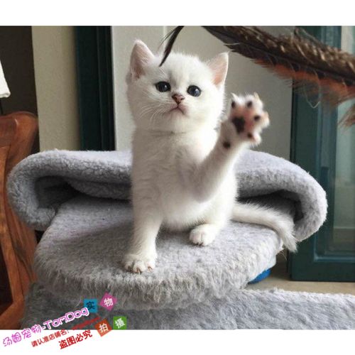 出售英短银渐层英国短毛猫家养活体幼猫宠物猫绿眼渐层纯种e