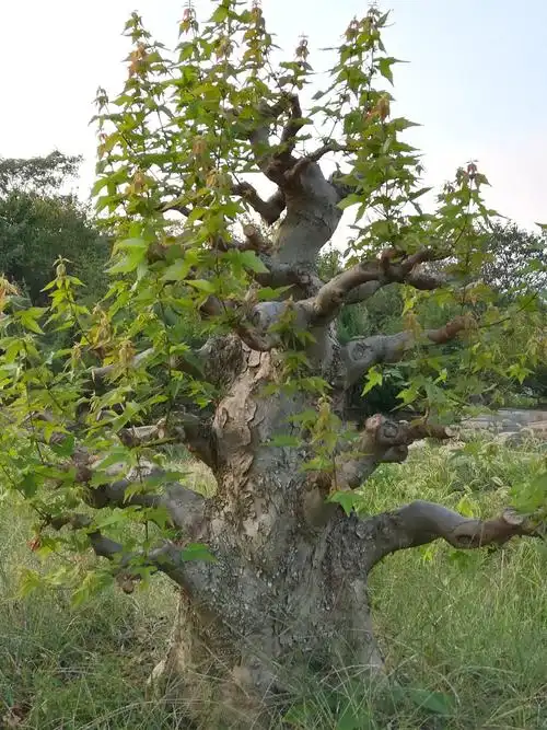 吴来顺盆景园内的部分杂木盆景