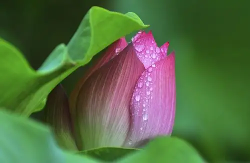 荷塘月色拍荷花