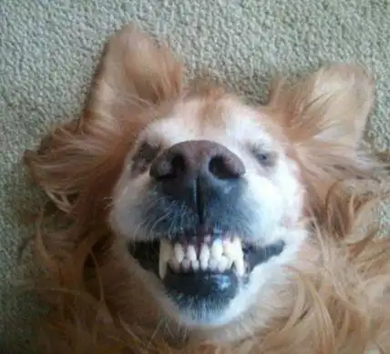 笑死人不偿命的囧狗天下之大无奇不有,相信大家看过的动物囧照已经