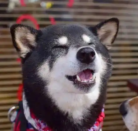 柴犬吃了一口面包这一脸满足的表情超级可爱