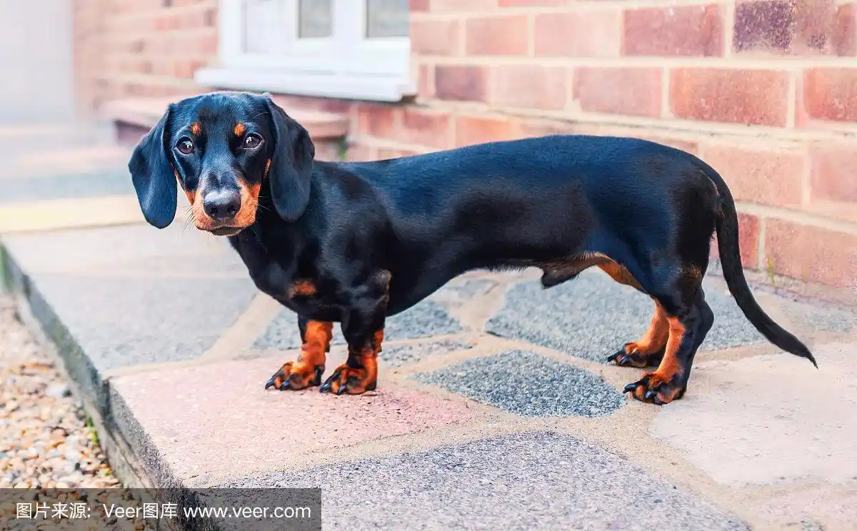 短毛腊肠犬(短毛腊肠犬掉毛吗)