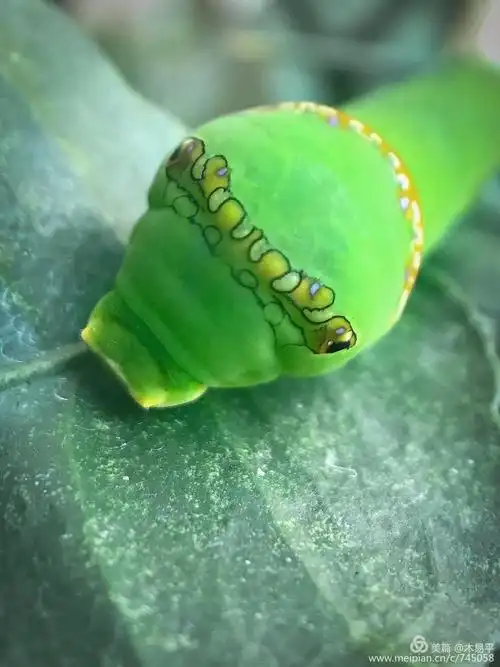 换肤后全身绿色,还有好看的纹路,静静的趴着约两天时间.