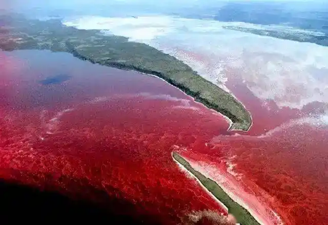 北海道爆发最严重赤潮危机近九成海胆死亡