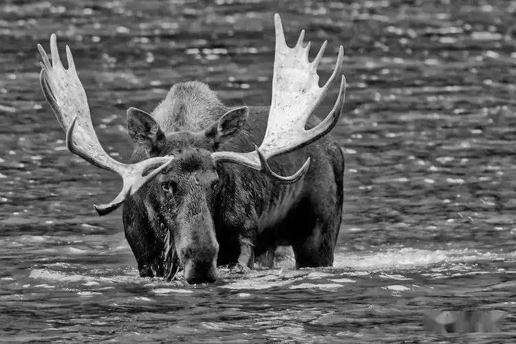 令人叹为观止的黑白动物摄影