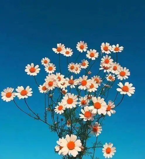 高情商发圈被秒赞的句子高情商发圈被秒赞的句子霸气