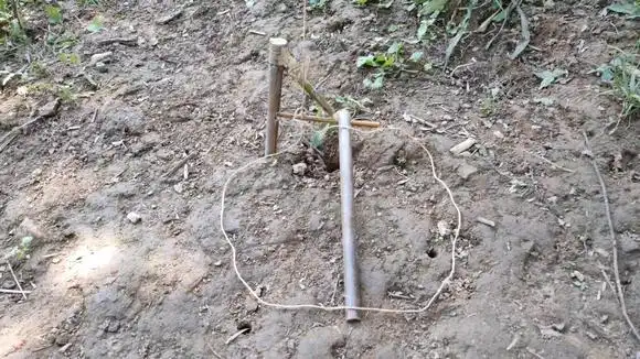 一个竹叉插在地上就能制作5个不同的野鸡套陷阱,还非常简单灵敏-vlog