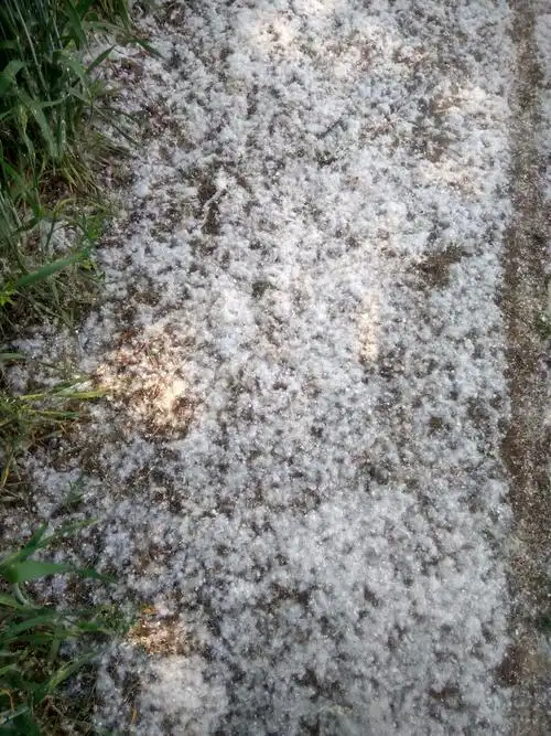 山东菏泽杨絮成灾漫天飞舞添烦恼网友呼吁铲除白毛杨