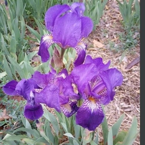 德国鸢尾,花期已过,蓝色10颗,修剪叶子发货,花期实物照片