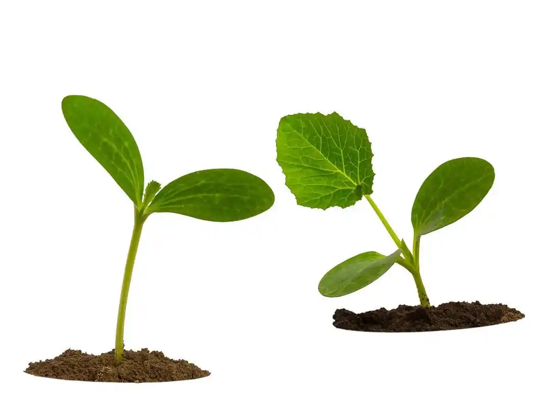 两株小树在不同环境下成长,一株得大树庇护,粗壮美丽;一株经风雨洗礼