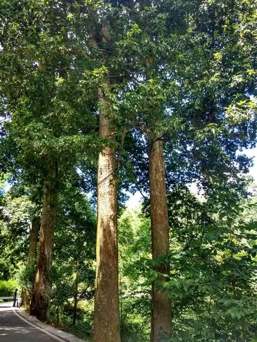 近千年的金丝楠树依然郁郁葱葱.蔡律摄