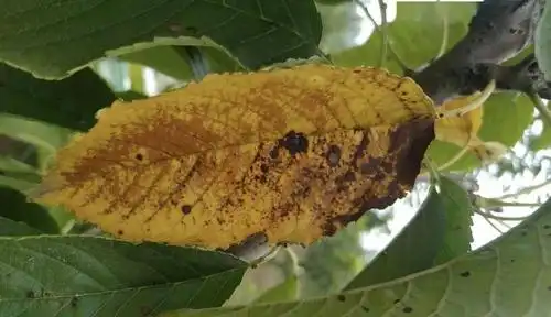 樱桃褐斑病来袭防不住明年产量大打折扣