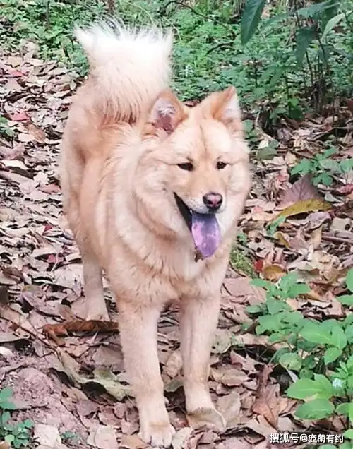 原创松狮犬有三大品系,各有特色,在你心中那个品系最有特色