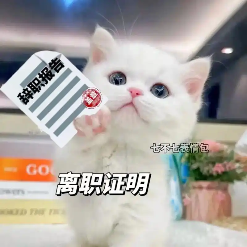 离职了,好开森#表情包 #搞笑 #猫咪表情包 - 抖音